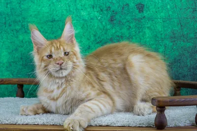 Maine Coon kitten