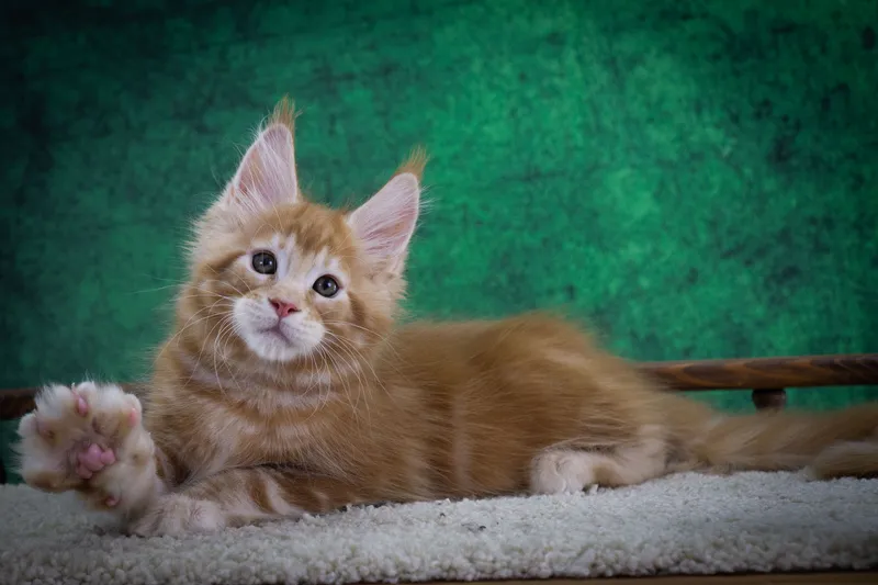 Котенок мейн-кун Красный мрамор MCO d 22 Мальчик