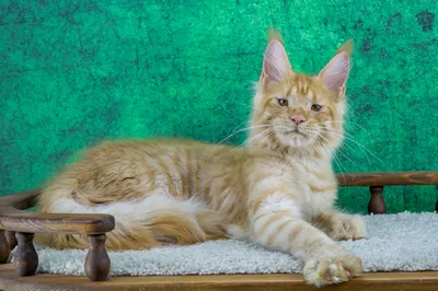 Maine Coon kitten
