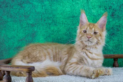 Maine Coon kitten