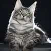 Alduin - photo 3