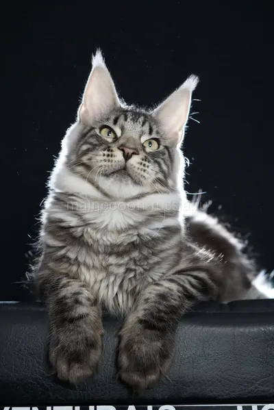 Alduin — Maine Coon kitten, Black Silver Classic Tabby MCO ns 22