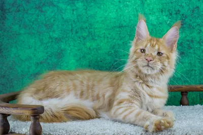 Maine Coon kitten