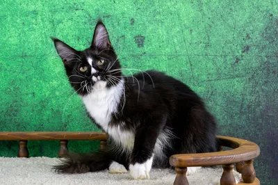 Maine Coon kitten