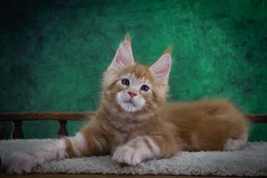 Котенок мейн-кун