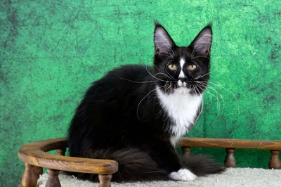 Maine Coon kitten