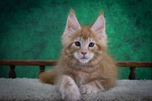 Котенок мейн-кун