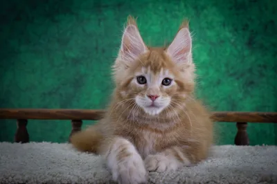 Котенок мейн-кун