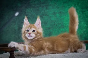 Котенок мейн-кун