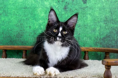 Maine Coon kitten