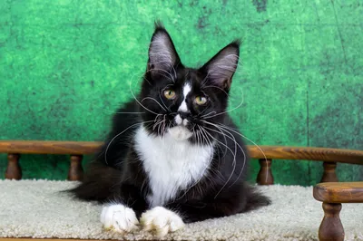 Maine Coon kitten