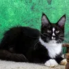 Connor - фото 4