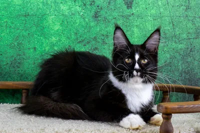 Maine Coon kitten