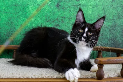 Maine Coon kitten