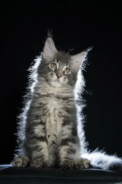 Eddie — Котенок мейн-кун, Голубой серебрянный мраморный MCO as 22