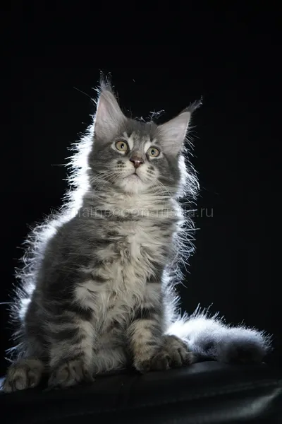Eddie — Котенок мейн-кун, Голубой серебрянный мраморный MCO as 22