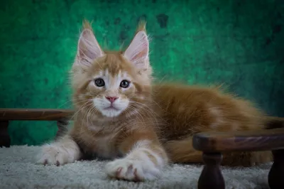 Котенок мейн-кун