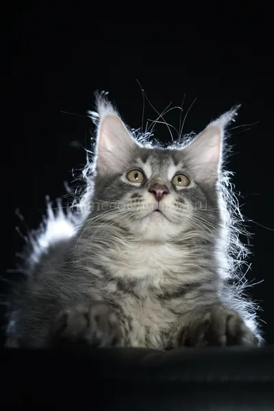 Eddie — Котенок мейн-кун, Голубой серебрянный мраморный MCO as 22