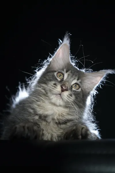 Eddie — Котенок мейн-кун, Голубой серебрянный мраморный MCO as 22