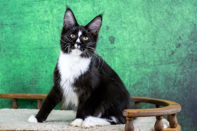 Maine Coon kitten