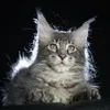 Eddie - фото 7