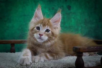 Котенок мейн-кун