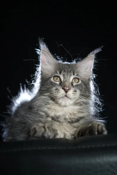 Eddie — Котенок мейн-кун, Голубой серебрянный мраморный MCO as 22