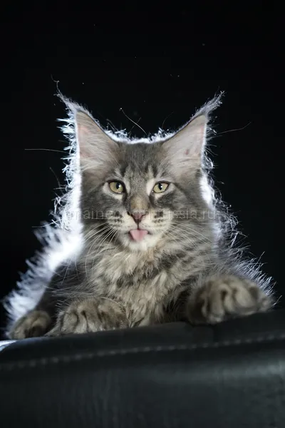 Eddie — Котенок мейн-кун, Голубой серебрянный мраморный MCO as 22