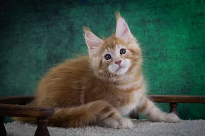 Котенок мейн-кун