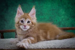 Котенок мейн-кун