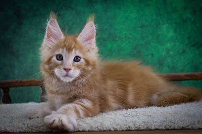 Котенок мейн-кун