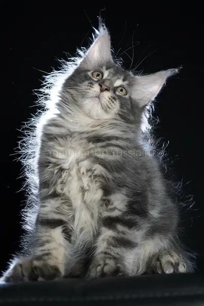 Eddie — Котенок мейн-кун, Голубой серебрянный мраморный MCO as 22