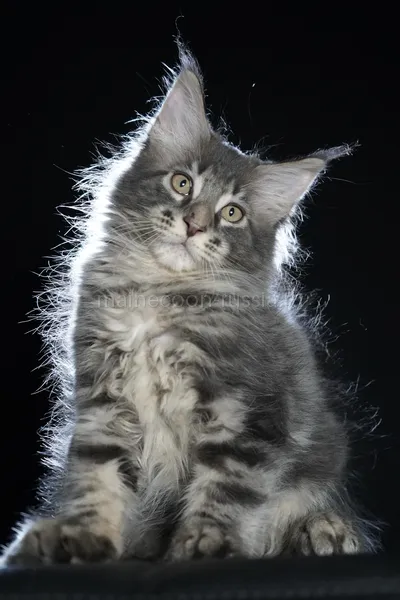 Eddie — Котенок мейн-кун, Голубой серебрянный мраморный MCO as 22