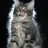 Eddie - фото 3