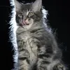 Eddie - фото 6
