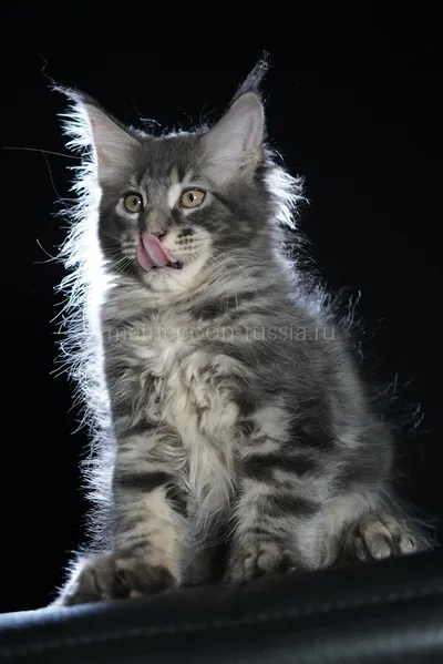 Eddie — Котенок мейн-кун, Голубой серебрянный мраморный MCO as 22