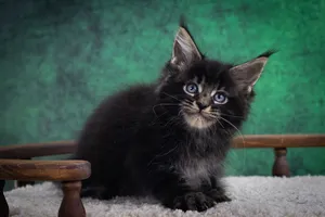 Котенок мейн-кун