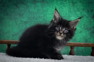 Котенок мейн-кун