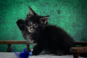Котенок мейн-кун