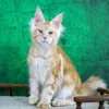 Tom - фото 1