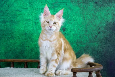 Maine Coon kitten