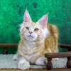 Tom - фото 2