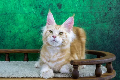 Maine Coon kitten