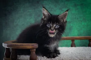 Котенок мейн-кун