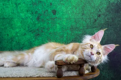 Maine Coon kitten