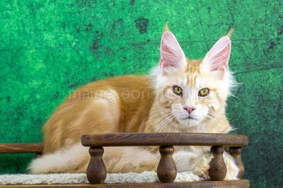 Maine Coon kitten