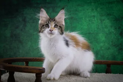 Maine Coon kitten