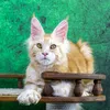 Tom - фото 5