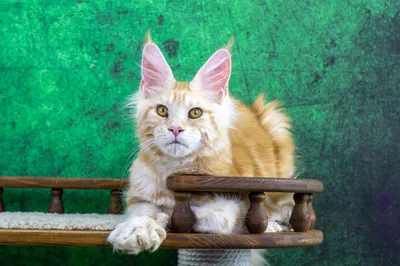 Maine Coon kitten