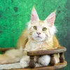 Tom - фото 6